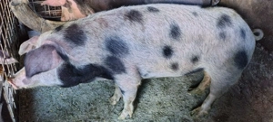 Vand porci rasa Duroc 120-190kg - imagine 3