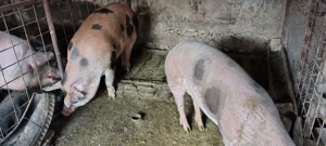 Vand porci rasa Duroc 120-190kg - imagine 4