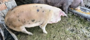 Vand porci rasa Duroc 120-190kg - imagine 2