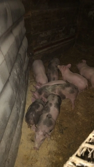 Vând purcei de 8 săptămâni 