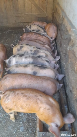 Purcei 8 săptamâni