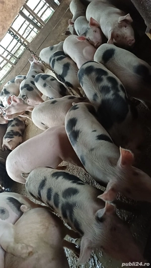 Vand porci de casa bioo - imagine 4
