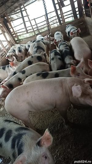 Vand porci de casa bioo - imagine 5