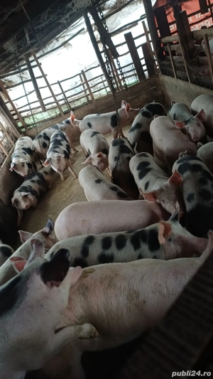 Vand porci de casa bioo - imagine 2