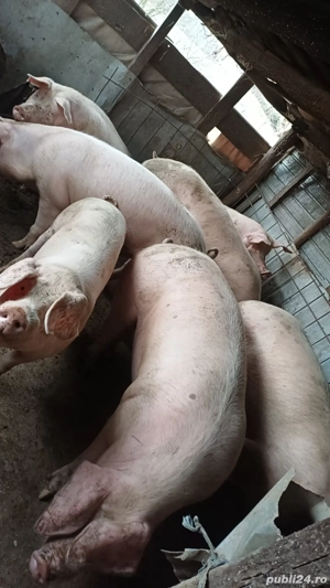 Vand porci de casa bioo