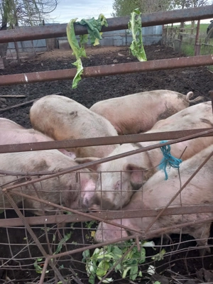 Vand porci crescuți in aer liber