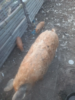 Vand porci crescuți in aer liber - imagine 3