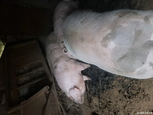 vand porci crescuti natural