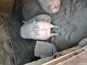 vand porci crescuti natural  - imagine 2