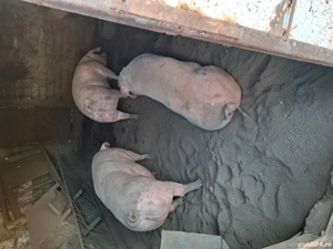 vand porci crescuti natural  - imagine 4