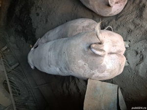 vand porci crescuti natural  - imagine 3