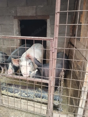 Vând porci pentru sacrificat