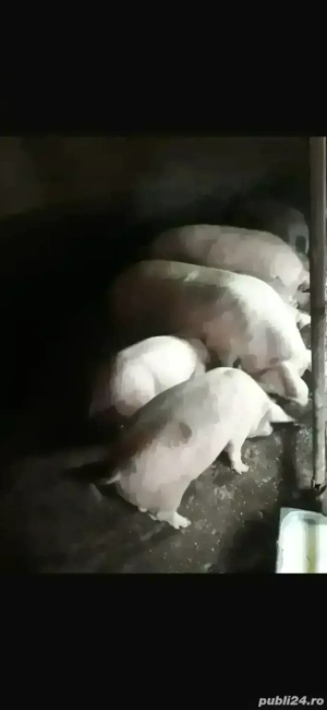 Vand porci de la 80 la 300 Kg