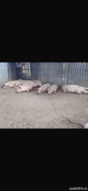Vand porci de la 80 la 300 Kg - imagine 2
