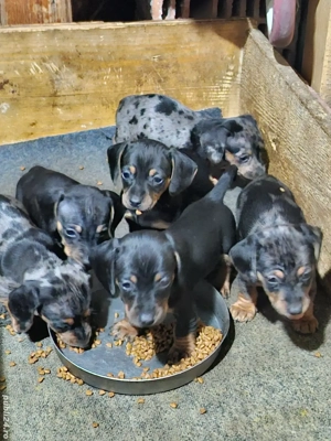 Vând pui teckel arlechin 