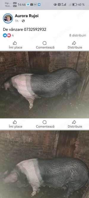 De vânzare scrofa 230kg - imagine 5