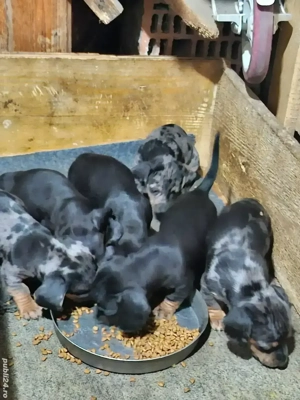 Vând pui teckel arlechin  - imagine 2