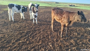 Vând taurasi si vitele  - imagine 2