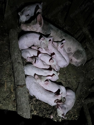 Purcei Pietrain  - imagine 4