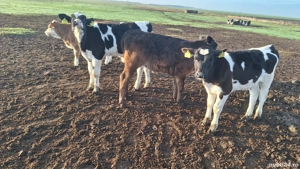 Vând taurasi si vitele  - imagine 4