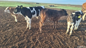 Vând taurasi si vitele  - imagine 3