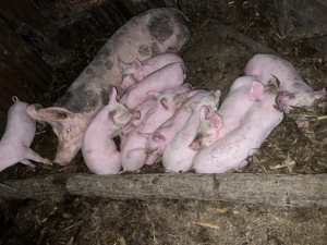 Purcei Pietrain  - imagine 3