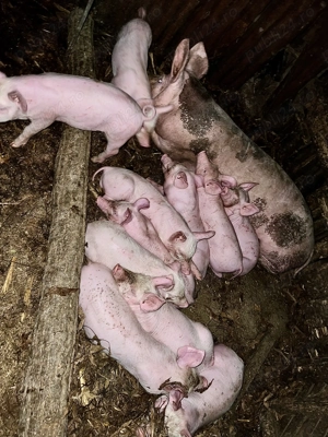 Purcei Pietrain  - imagine 6