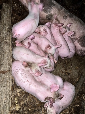 Purcei Pietrain  - imagine 2