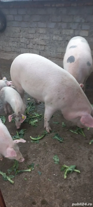 Porci de vânzare  - imagine 2