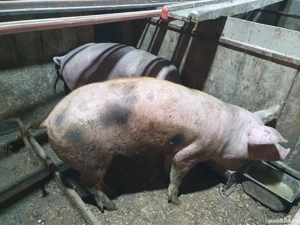 vand porci - imagine 3