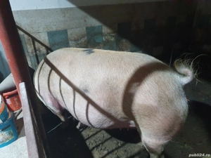 vand porci - imagine 4