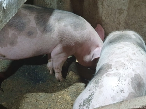 vand porci - imagine 5