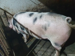 vand porci - imagine 2