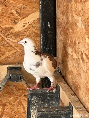 Voiajori de maraton disponibili - imagine 5