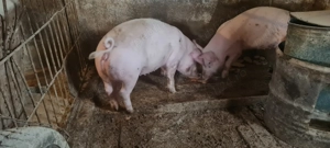 Porci 60-90kg Mehedinți 
