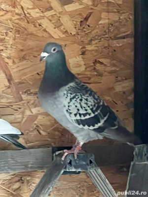 Voiajori de maraton disponibili - imagine 2