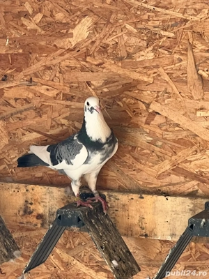 Voiajori de maraton disponibili - imagine 4