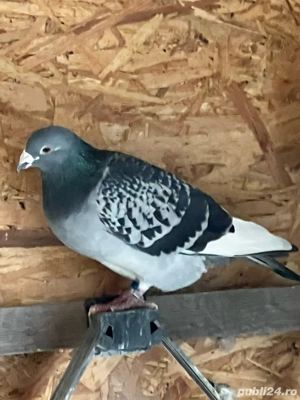 Voiajori de maraton disponibili