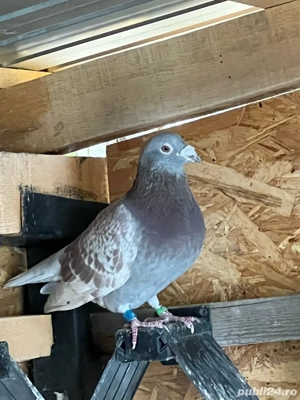 Voiajori de maraton disponibili - imagine 3