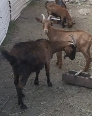 Vând 5 capre - imagine 2