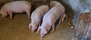 Porci Vanju Mare 80-100kg  - imagine 2