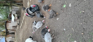 Vând curci și curcani - imagine 5