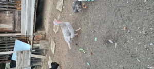 Vând curci și curcani - imagine 3