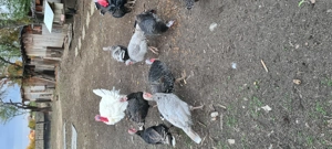 Vând curci și curcani - imagine 2