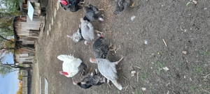 Vând curci și curcani - imagine 4