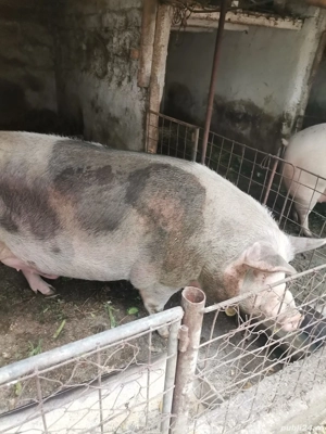 porc de vanzare - imagine 3