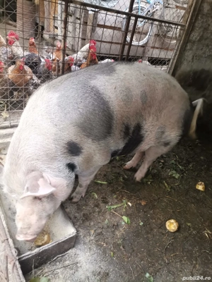 porc de vanzare - imagine 4