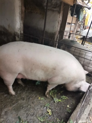 porc de vanzare