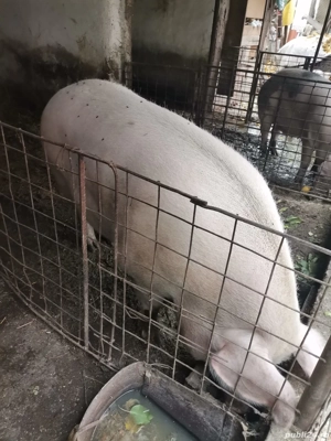 porc de vanzare - imagine 2