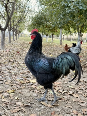 Vând sau schimb cocoși australorp 2024